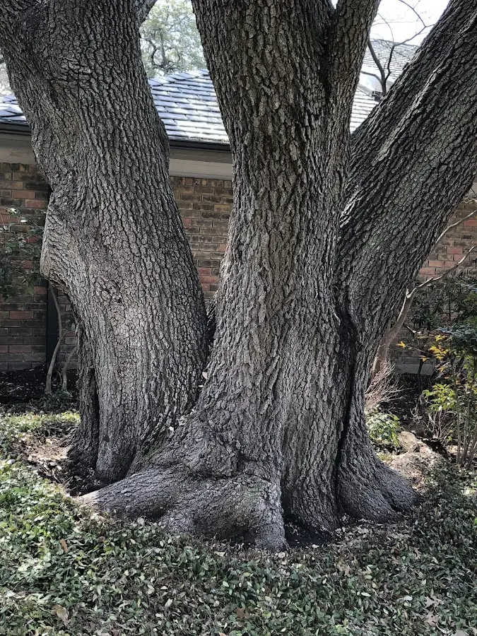 Mature heritage tree close to a Averill Park property cared for by certified arborists